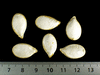 Cucurbita maxima Gold keeper; graines
