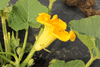 Cucurbita maxima Gold keeper; fleurs-M
