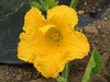 Cucurbita maxima Uchiki kuri; fleurs-F