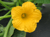 Cucurbita maxima F1 NK580; fleurs-F