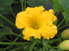 Cucurbita maxima F1 NK580; fleurs-M