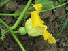 Cucurbita maxima Zapallo plomo; fleurs-F