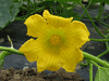 Cucurbita maxima Zapallo plomo; fleurs-F