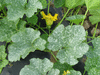 Cucurbita maxima Zapallo plomo; feuilles