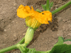 Cucurbita maxima One too many; fleurs-F