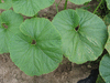 Cucurbita maxima Black prince; feuilles
