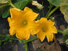 Cucurbita maxima Black prince; fleurs-M