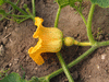 Cucurbita maxima Boston marrow; fleurs-F