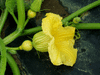 Cucurbita maxima Colinki; fleurs-F