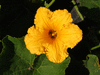 Cucurbita maxima Colinki; fleurs-M