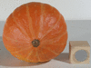 Cucurbita maxima Colinki; ombilics