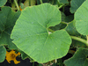 Cucurbita maxima Full Moon; feuilles