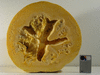 Cucurbita maxima Full Moon; coupes