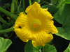 Cucurbita maxima Full Moon; fleurs-F