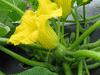 Cucurbita maxima F1 Marble; fleurs-F