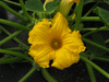 Cucurbita maxima F1 Marble; fleurs-M