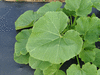 Cucurbita maxima F1 Orange dawn; feuilles