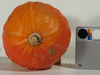Cucurbita maxima F1 Orange dawn; ombilics