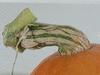 Cucurbita maxima F1 Orange dawn; pedoncules