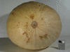 Cucurbita maxima Potiron Blanc du Dauphin; ombilics