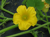 Cucurbita maxima Potiron Blanc du Dauphin; fleurs-M