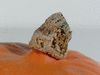 Cucurbita maxima F1 Small Orange; pedoncules
