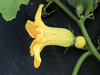 Cucurbita maxima F1 superior; fleurs-F