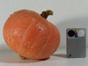 Cucurbita maxima F1 superior; fruits