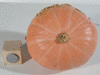 Cucurbita maxima F1 superior; ombilics