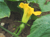 Cucurbita maxima Hubbard d'Afrique du sud; fleurs-F