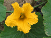 Cucurbita maxima Hubbard d'Afrique du sud; fleurs-F