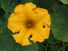 Cucurbita maxima Hubbard d'Afrique du sud; fleurs-M