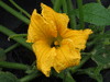 Cucurbita maxima Fatima; fleurs-M