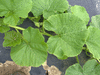 Cucurbita maxima Turkinja; feuilles