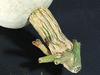 Cucurbita maxima Turkinja; pedoncules