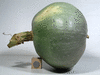 Cucurbita maxima Turkinja; fruits