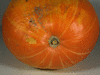 Cucurbita maxima Canada; ombilics