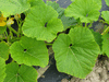 Cucurbita maxima Canada; feuilles