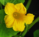 Cucurbita maxima Canada; fleurs-M