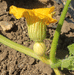 Cucurbita maxima Canada; fleurs-F