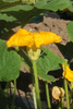 Cucurbita maxima Canada; fleurs-M