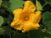 Cucurbita maxima Bambino; fleurs-M