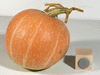 Cucurbita maxima Bambino; fruits