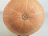 Cucurbita maxima Bambino; ombilics