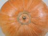 Cucurbita maxima Bambino; ombilics