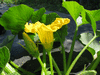 Cucurbita maxima Zapallo camote; fleurs-M