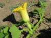 Cucurbita maxima Hubbard blue; fleurs-F