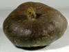 Cucurbita maxima Flat odenwander; fruits