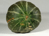 Cucurbita maxima Flat odenwander; ombilics