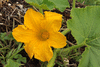 Cucurbita maxima Flat odenwander; fleurs-F